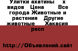 Улитки ахатины  2-х видов › Цена ­ 0 - Все города Животные и растения » Другие животные   . Хакасия респ.